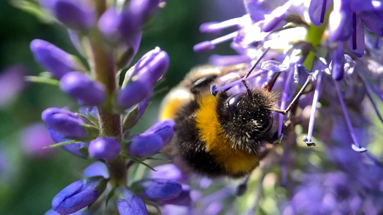 دانلود مستند The Last Bumblebee 2024